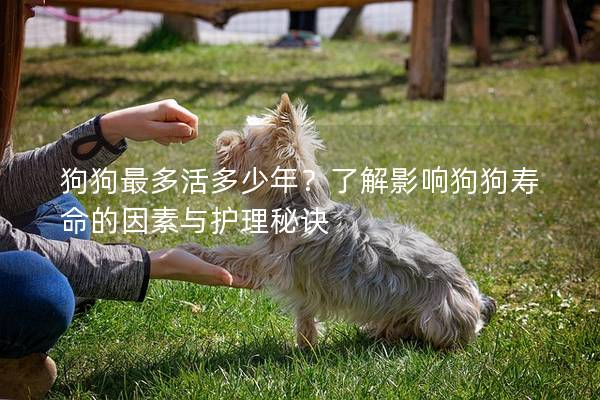 狗狗最多活多少年?了解影响狗狗寿命的因素与护理秘诀 狗狗最多活多少年?了解影响狗狗寿命的因素与护理秘诀