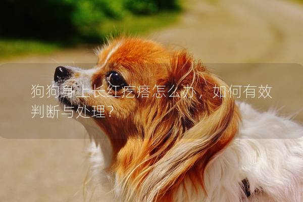 狗狗身上长红疙瘩怎么办，如何有效判断与处理？