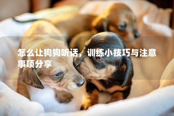 怎么让狗狗听话，训练小技巧与注意事项分享