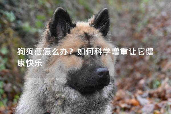 狗狗瘦怎么办？如何科学增重让它健康快乐