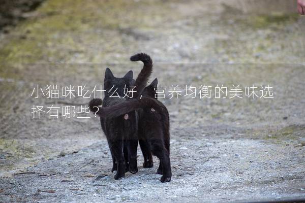 小猫咪吃什么好，营养均衡的美味选择有哪些？