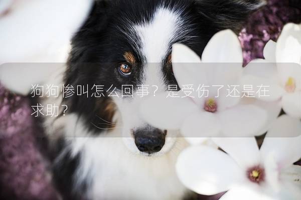 狗狗惨叫怎么回事？是受伤了还是在求助？