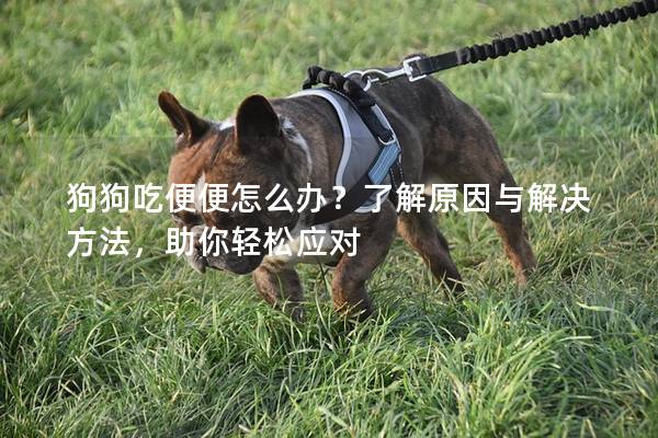 狗狗吃便便怎么办？了解原因与解决方法，助你轻松应对