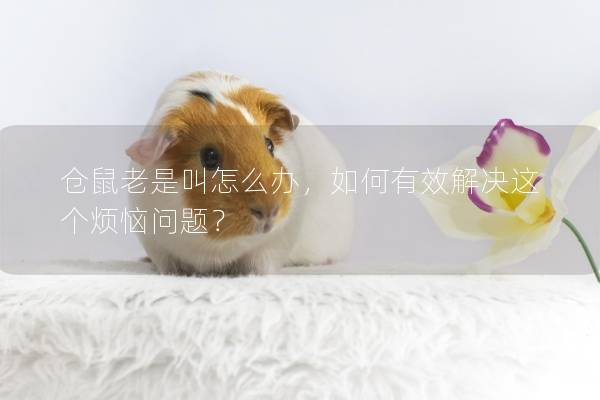 仓鼠老是叫怎么办，如何有效解决这个烦恼问题？