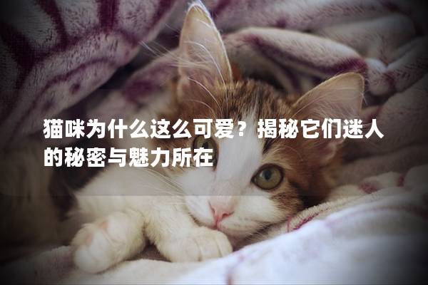 猫咪为什么这么可爱？揭秘它们迷人的秘密与魅力所在