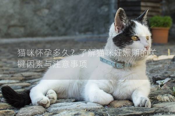 猫咪怀孕多久？了解猫咪妊娠期的关键因素与注意事项