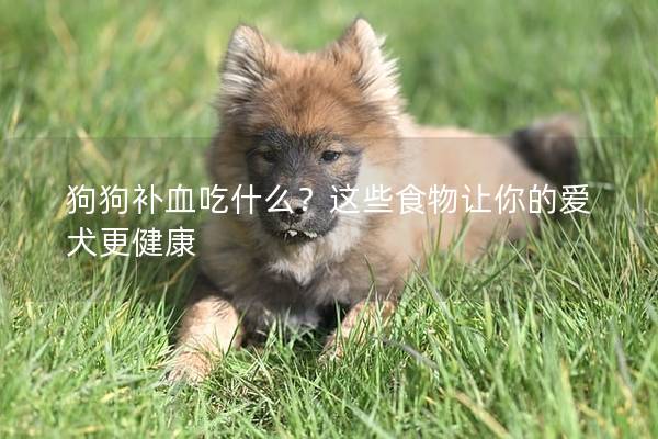 狗狗补血吃什么？这些食物让你的爱犬更健康