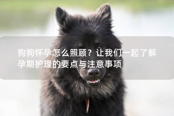 狗狗怀孕怎么照顾？让我们一起了解孕期护理的要点与注意事项