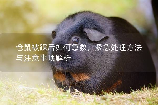 仓鼠被踩后如何急救，紧急处理方法与注意事项解析