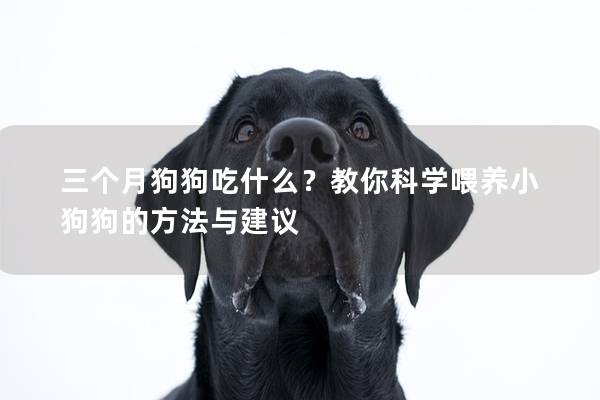 三个月狗狗吃什么？教你科学喂养小狗狗的方法与建议