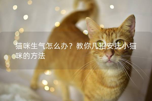 猫咪生气怎么办？教你几招安抚小猫咪的方法