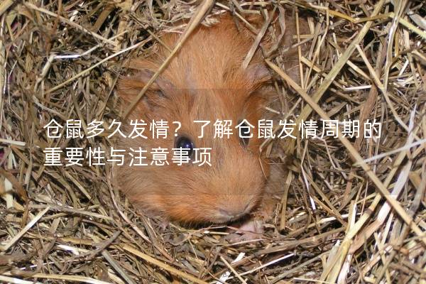 仓鼠多久发情？了解仓鼠发情周期的重要性与注意事项
