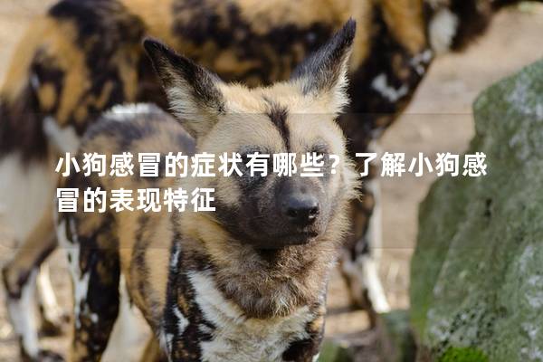 小狗感冒的症状有哪些？了解小狗感冒的表现特征
