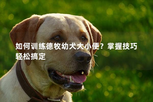 如何训练德牧幼犬大小便?掌握技巧轻松搞定 如何训练德牧幼犬大小便?掌握技巧轻松搞定