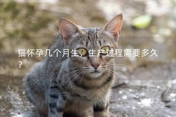 猫怀孕几个月生,生产过程需要多久? 猫怀孕几个月生,生产过程需要多久?