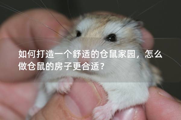 如何打造一个舒适的仓鼠家园，怎么做仓鼠的房子更合适？