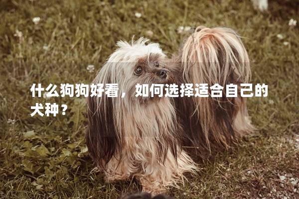 什么狗狗好看,如何选择适合自己的犬种? 什么狗狗好看,如何选择适合自己的犬种?