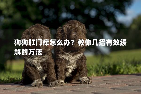 狗狗肛门痒怎么办？教你几招有效缓解的方法