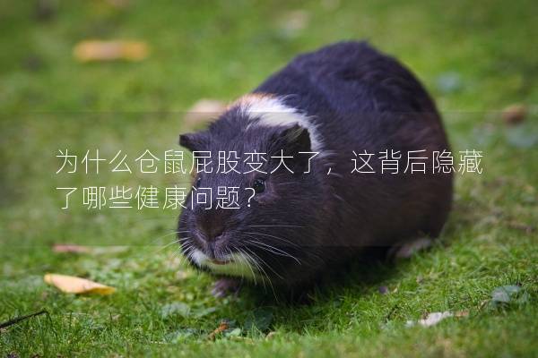 为什么仓鼠屁股变大了，这背后隐藏了哪些健康问题？