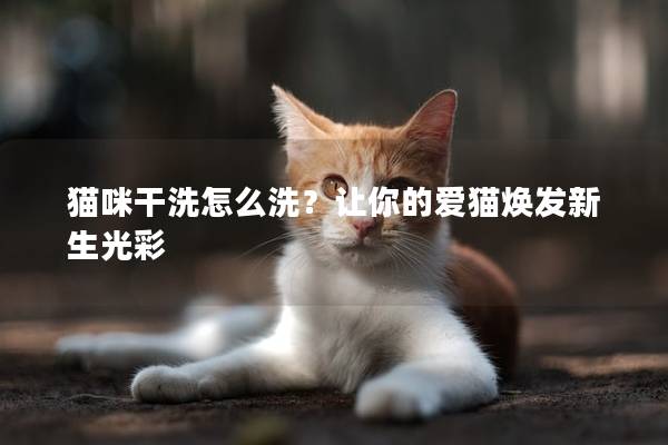 猫咪干洗怎么洗？让你的爱猫焕发新生光彩