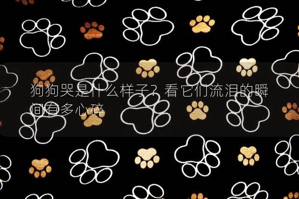 狗狗哭是什么样子？看它们流泪的瞬间有多心碎