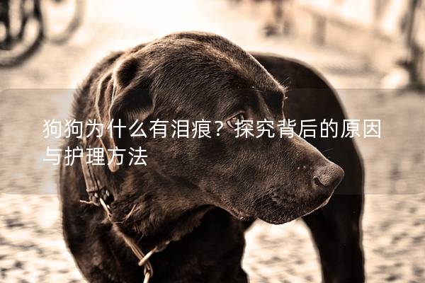 狗狗为什么有泪痕？探究背后的原因与护理方法
