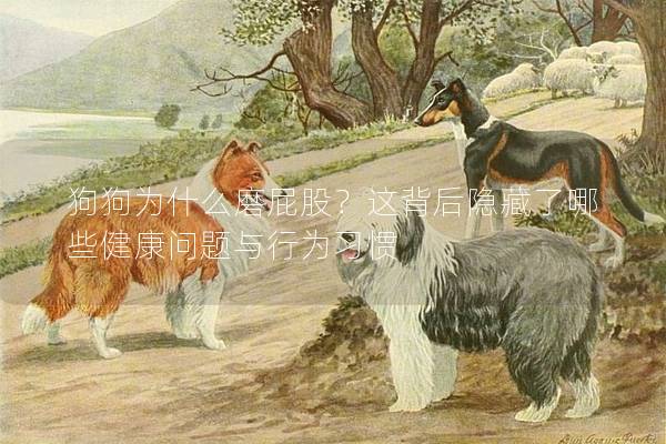 狗狗为什么磨屁股？这背后隐藏了哪些健康问题与行为习惯