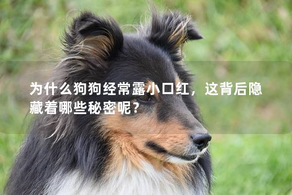 为什么狗狗经常露小口红，这背后隐藏着哪些秘密呢？