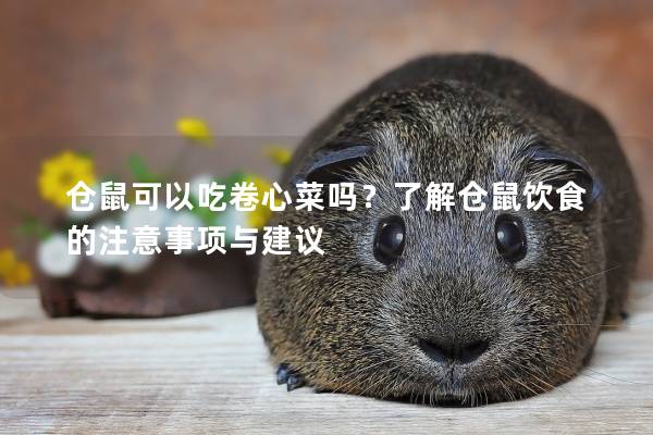 仓鼠可以吃卷心菜吗？了解仓鼠饮食的注意事项与建议