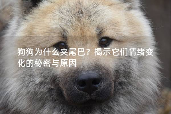 狗狗为什么夹尾巴？揭示它们情绪变化的秘密与原因