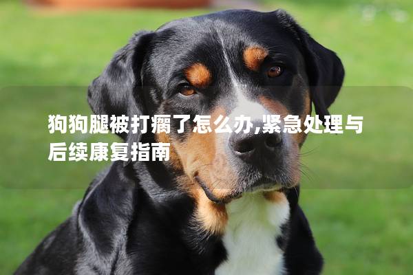 狗狗腿被打瘸了怎么办,紧急处理与后续康复指南