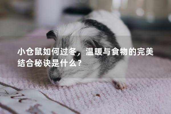 小仓鼠如何过冬，温暖与食物的完美结合秘诀是什么？