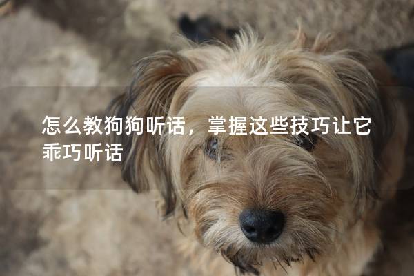 怎么教狗狗听话，掌握这些技巧让它乖巧听话