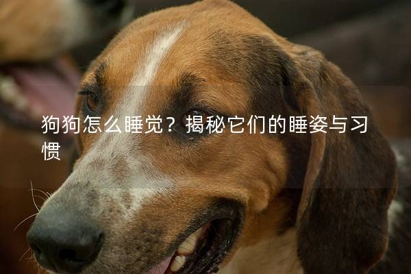 狗狗怎么睡觉？揭秘它们的睡姿与习惯