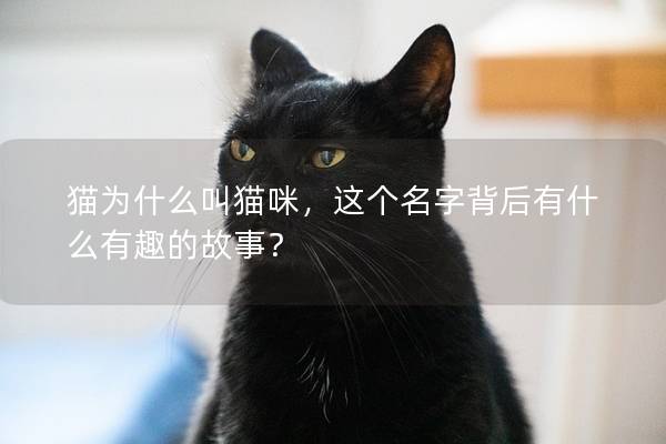 猫为什么叫猫咪,这个名字背后有什么有趣的故事? 猫为什么叫猫咪,这个名字背后有什么有趣的故事?