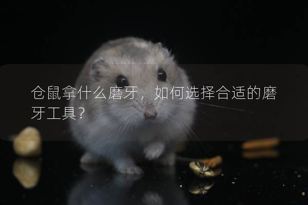 仓鼠拿什么磨牙，如何选择合适的磨牙工具？