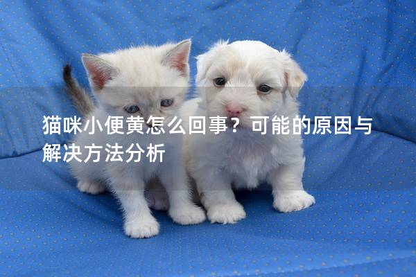 猫咪小便黄怎么回事？可能的原因与解决方法分析