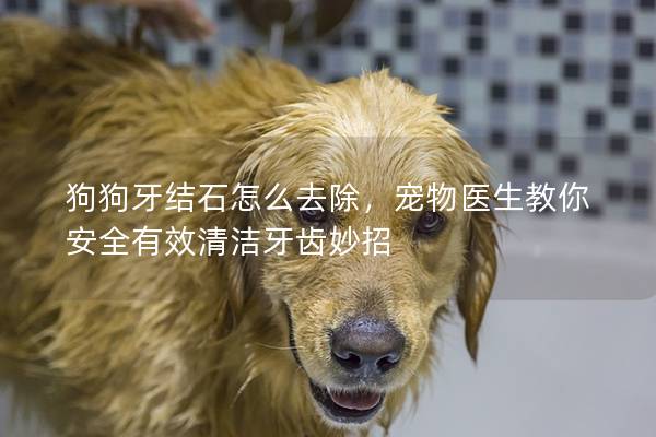 狗狗牙结石怎么去除，宠物医生教你安全有效清洁牙齿妙招