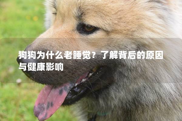 狗狗为什么老睡觉？了解背后的原因与健康影响