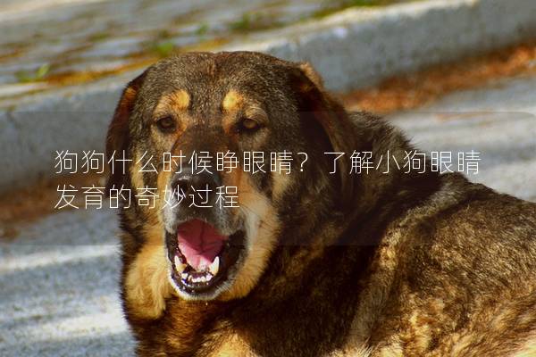狗狗什么时候睁眼睛？了解小狗眼睛发育的奇妙过程