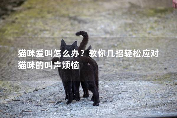 猫咪爱叫怎么办？教你几招轻松应对猫咪的叫声烦恼