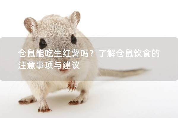 仓鼠能吃生红薯吗？了解仓鼠饮食的注意事项与建议