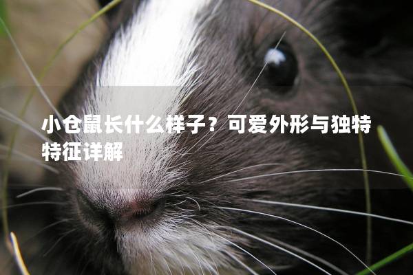 小仓鼠长什么样子？可爱外形与独特特征详解