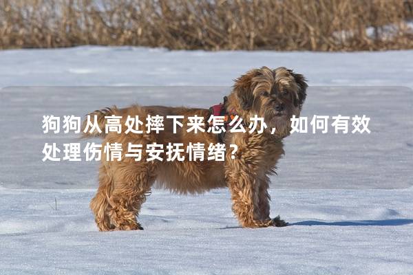 狗狗从高处摔下来怎么办,如何有效处理伤情与安抚情绪? 狗狗从高处摔下来怎么办,如何有效处理伤情与安抚情绪?