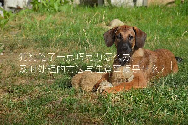 狗狗吃了一点巧克力怎么办, 及时处理的方法与注意事项是什么? 狗狗吃了一点巧克力怎么办, 及时处理的方法与注意事项是什么?