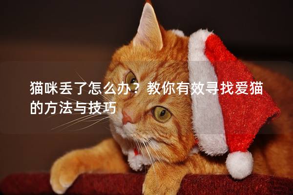 猫咪丢了怎么办？教你有效寻找爱猫的方法与技巧