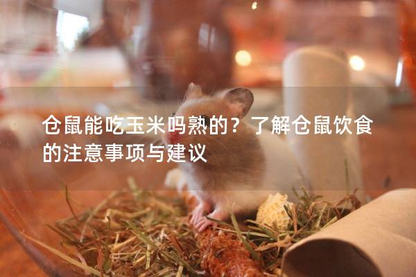 仓鼠能吃玉米吗熟的？了解仓鼠饮食的注意事项与建议