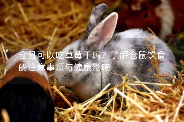 仓鼠可以吃草莓干吗？了解仓鼠饮食的注意事项与健康影响