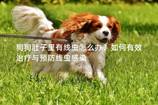 狗狗肚子里有线虫怎么办？如何有效治疗与预防线虫感染