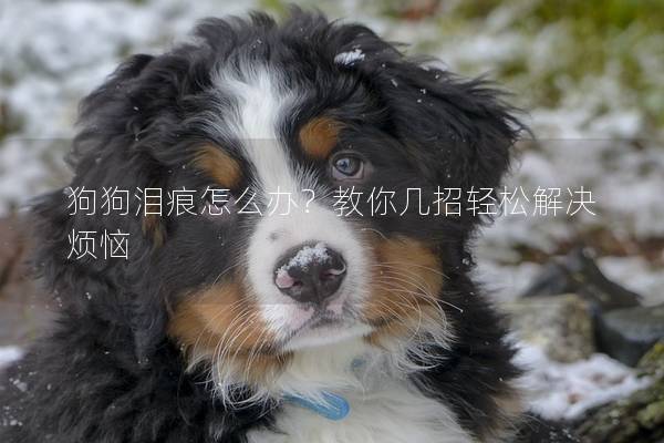 狗狗泪痕怎么办?教你几招轻松解决烦恼 狗狗泪痕怎么办?教你几招轻松解决烦恼